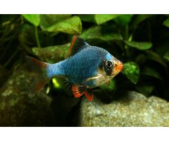 Barbus Tetrazona Green - Sumatraan Groen