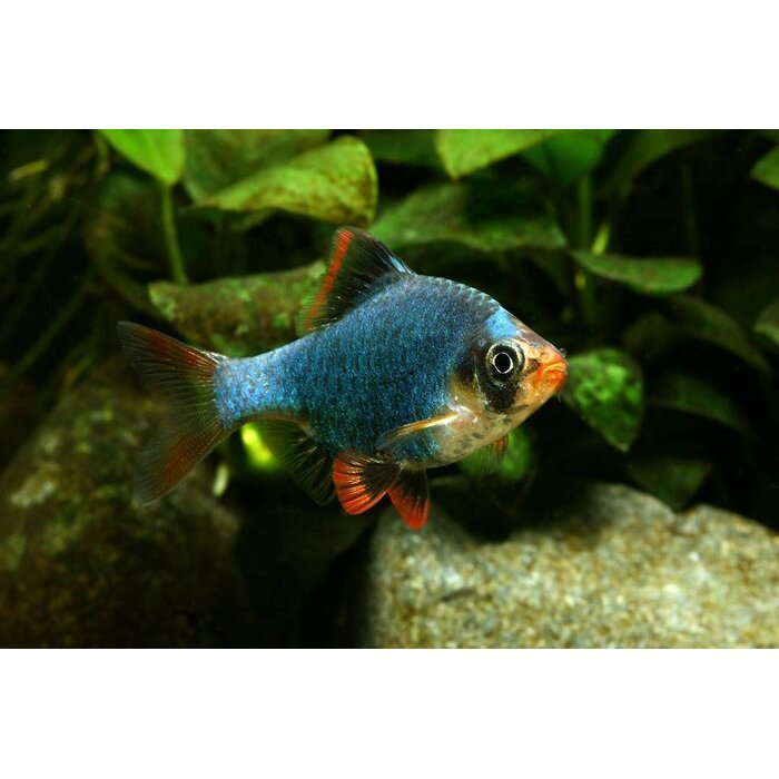 Barbus Tetrazona Green - Sumatraan Groen