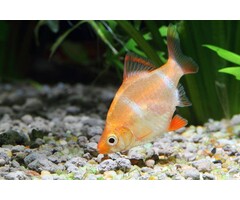 Barbus Tetrazona Albino - Sumatraan Albino