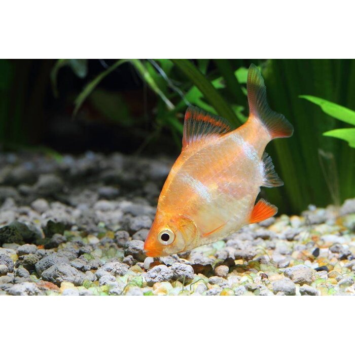 Barbus Tetrazona Albino - Sumatraan Albino