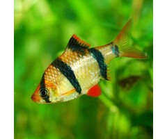 Barbus Tetrazona - Sumatraan