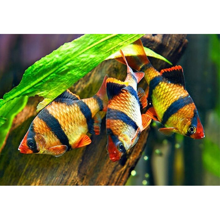 Barbus Tetrazona - Sumatraan