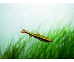 Nannostomus Beckfordi - Spitszalm Super Rood