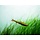 Nannostomus Beckfordi - Spitszalm Super Rood