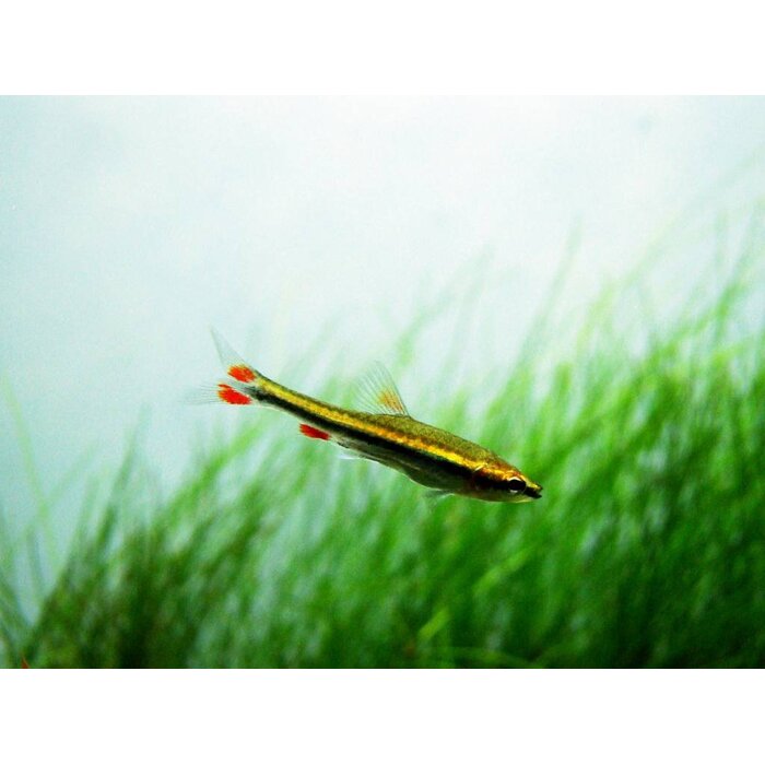 Nannostomus Beckfordi - Spitszalm Super Rood