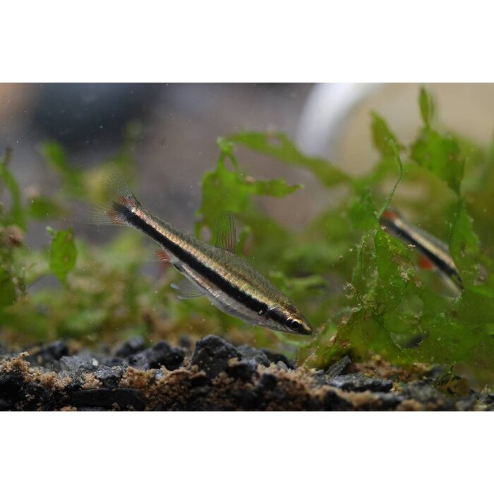 Nannostomus Beckfordi - Spitszalm Super Rood
