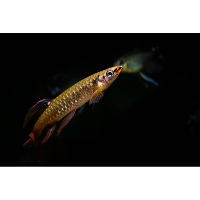 Copella Arnoldi - Spatzalm