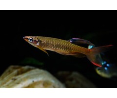 Copella Arnoldi - Spatzalm