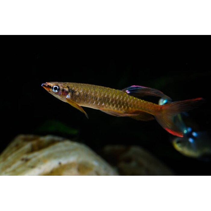 Copella Arnoldi - Spatzalm