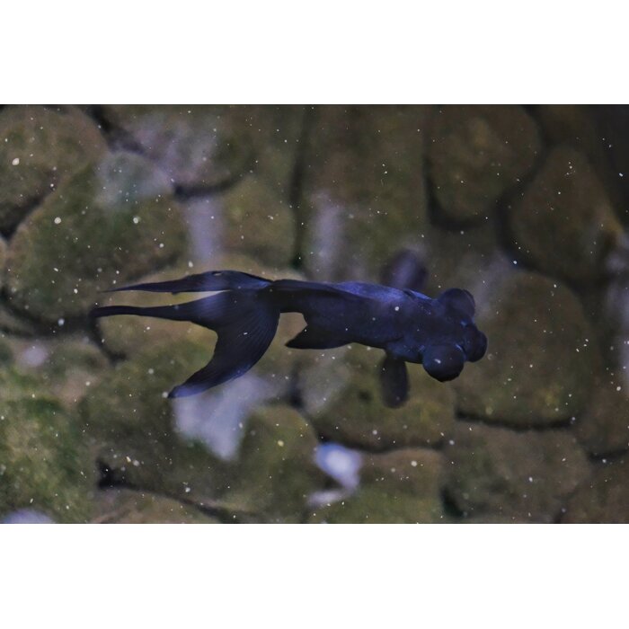 Carassius Auratus - Sluierstaart Zwart 5-6 cm