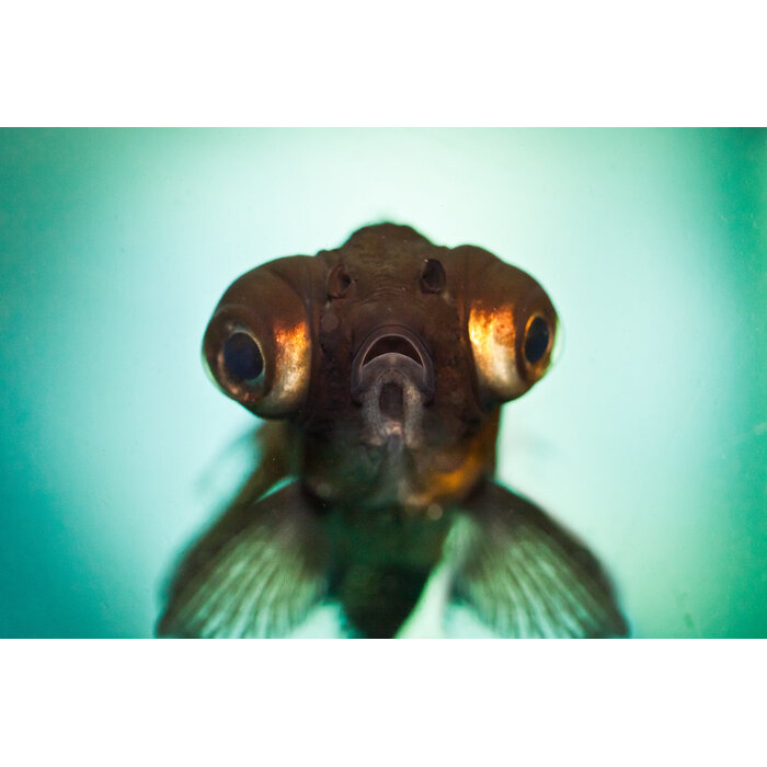 Carassius Auratus - Sluierstaart Zwart 5-6 cm