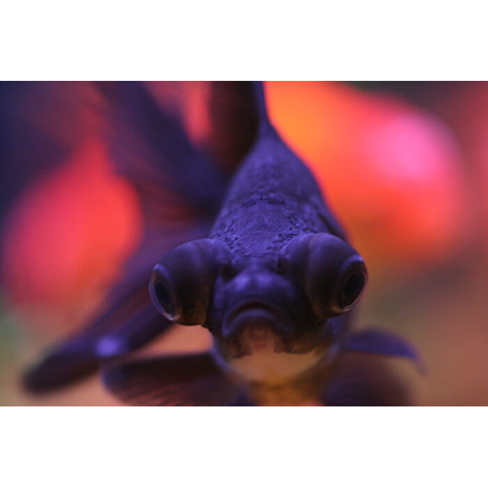 Carassius Auratus - Sluierstaart Zwart 5-6 cm