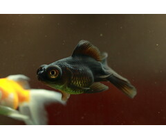 Carassius Auratus - Sluierstaart Zwart 5-6 cm