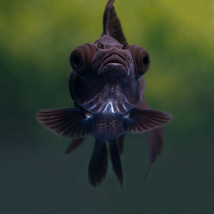 Carassius Auratus - Sluierstaart Zwart 5-6 cm