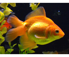 Carassius Auratus - Sluierstaart Rood 5-6 cm