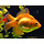 Carassius Auratus - Sluierstaart Rood 6-7 cm