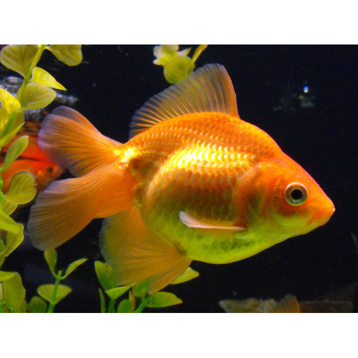 Carassius Auratus - Sluierstaart Rood 6-7 cm