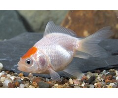 Carassius Auratus - Sluierstaart Red Cap 7-8 cm
