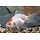 Carassius Auratus - Sluierstaart Red Cap 7-8 cm