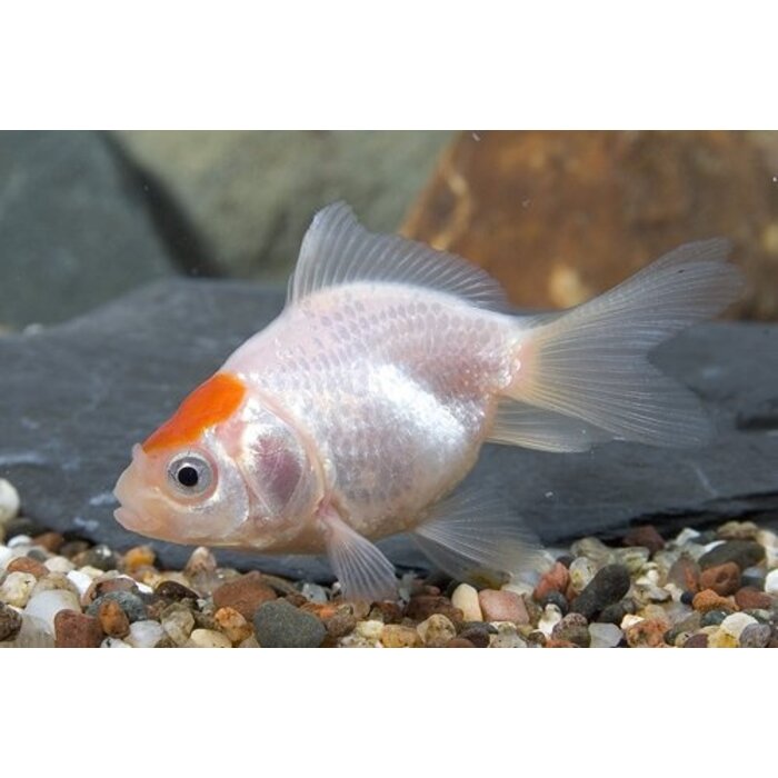 Carassius Auratus - Sluierstaart Red Cap 7-8 cm