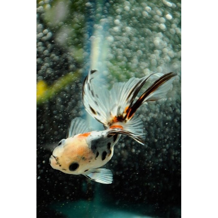 Carassius Auratus - Sluierstaart Calico 5-6 cm