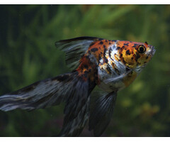 Carassius Auratus - Sluierstaart Calico 5-6 cm