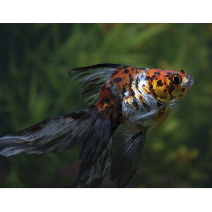 Carassius Auratus - Sluierstaart Calico 5-6 cm