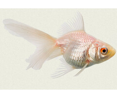 Carassius Auratus - Sluierstaart Albino 5-6 cm