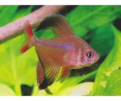 Hyphessobrycon Robertsi - Sikkeltetra