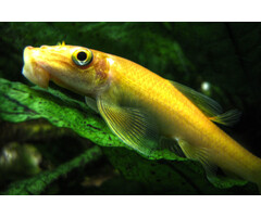 Gyrinocheilus Aymonieri Gold - Siamese/Chinese Algeneter Goud