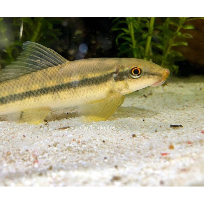 Gyrinocheilus Aymonieri - Siamese/Chinese Algeneter