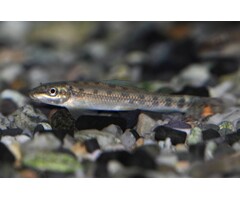 Gyrinocheilus Aymonieri - Siamese/Chinese Algeneter