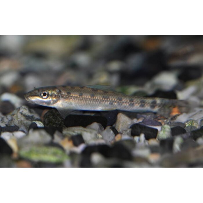 Gyrinocheilus Aymonieri - Siamese/Chinese Algeneter