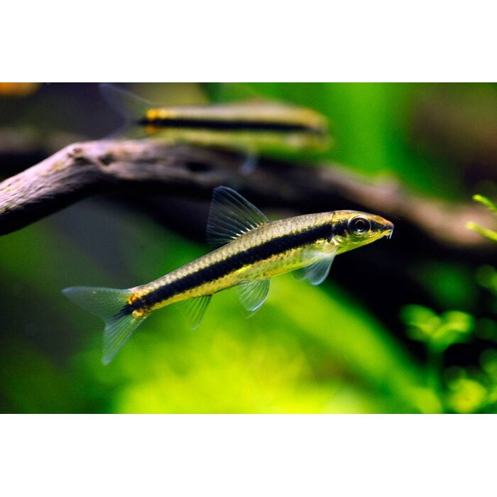 Crossocheilus Oblongus - Siamese Algeneter