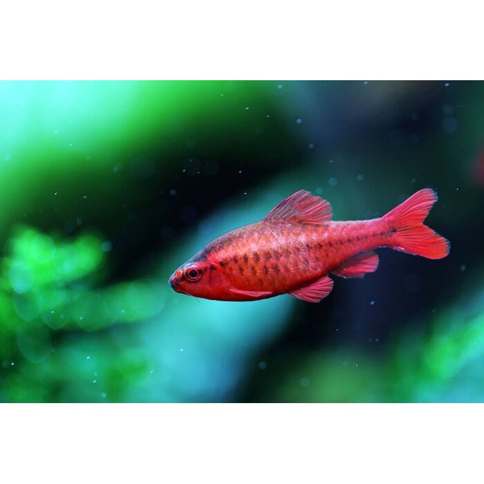 Barbus Titteya - Sherry Barbeel