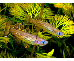 Pseudomugil Tenellus - Delicate Blue-Eye