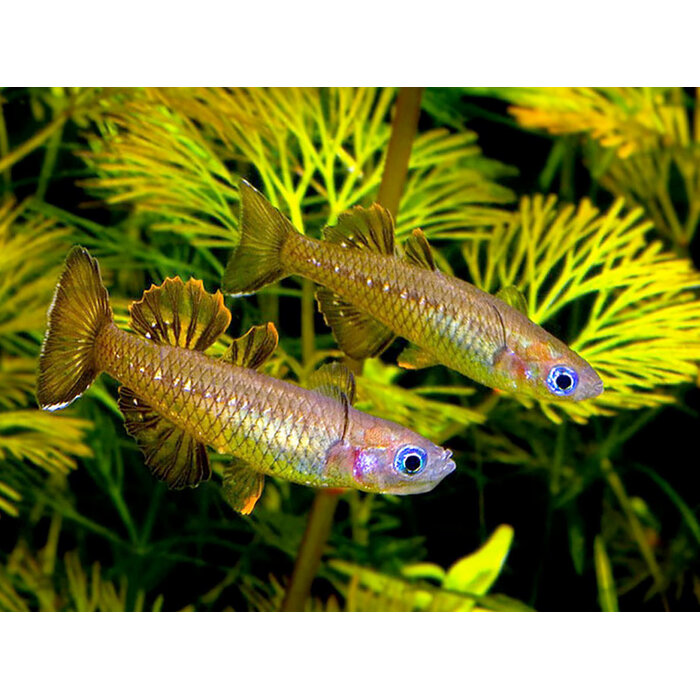 Pseudomugil Tenellus - Delicate Blue-Eye