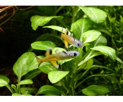 Pseudomugil Signifer