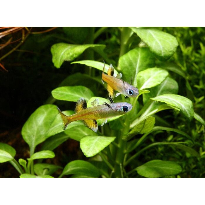 Pseudomugil Signifer