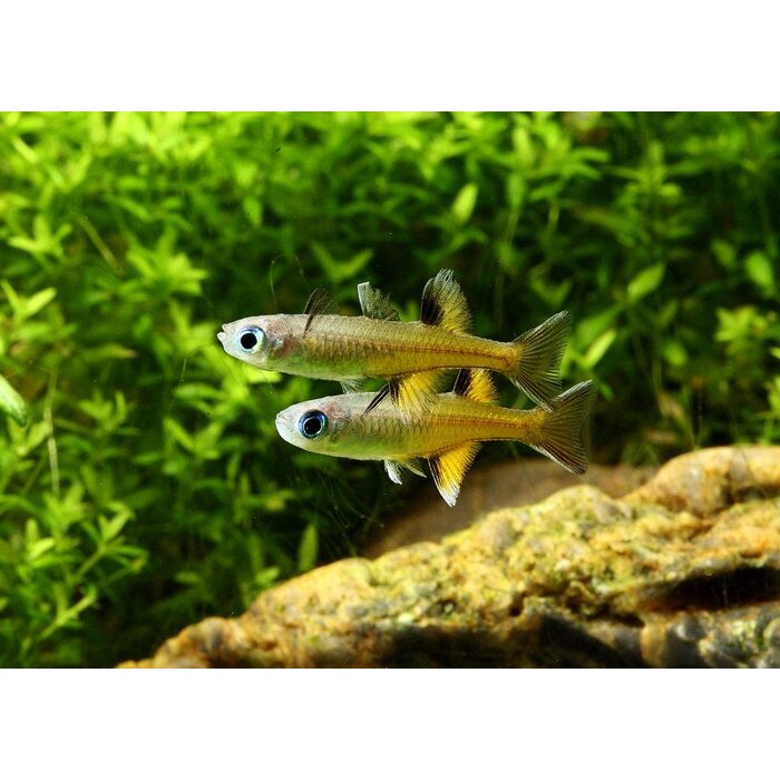 Pseudomugil Signifer