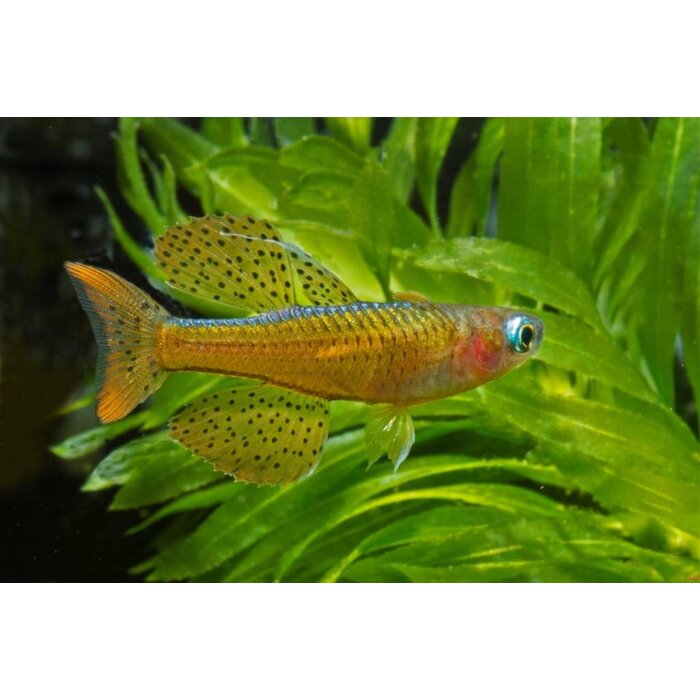 Pseudomugil Paskai / Luminatus