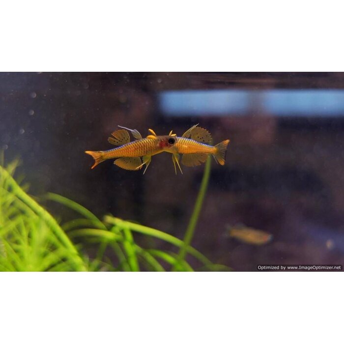 Pseudomugil Paskai / Luminatus