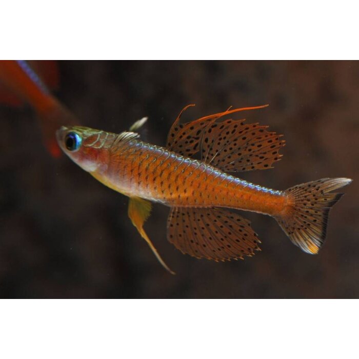 Pseudomugil Paskai / Luminatus