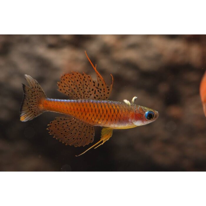 Pseudomugil Paskai / Luminatus