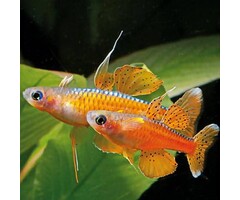 Pseudomugil Paskai / Luminatus