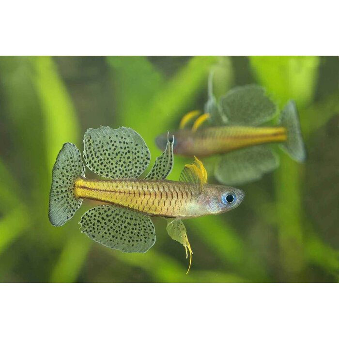 Pseudomugil Gertrudae - Dwerg Regenboogvis