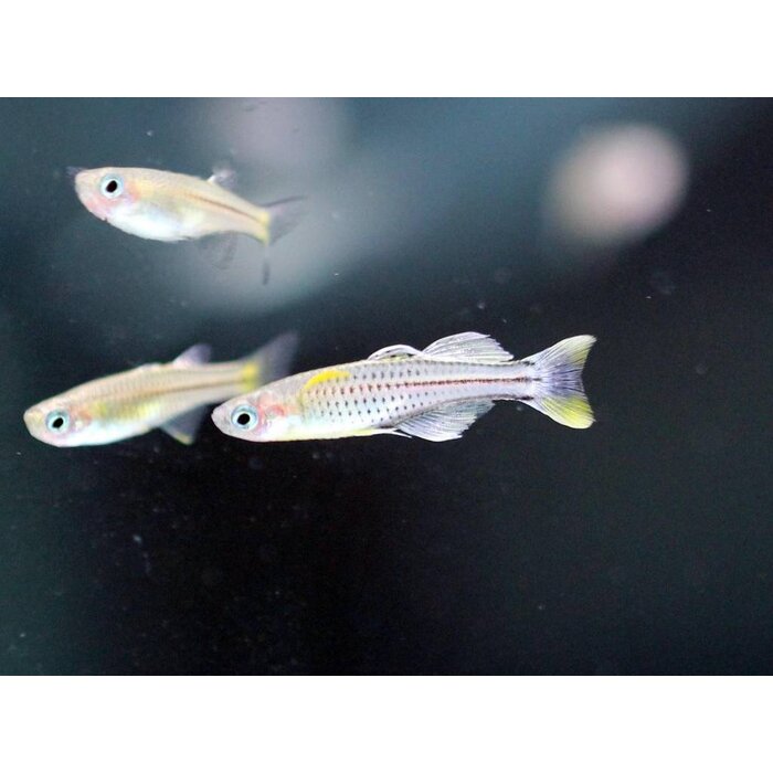 Pseudomugil Gertrudae - Dwerg Regenboogvis