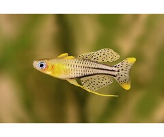 Pseudomugil Gertrudae - Dwerg Regenboogvis