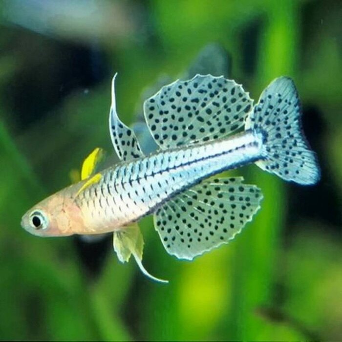 Pseudomugil Gertrudae - Dwerg Regenboogvis