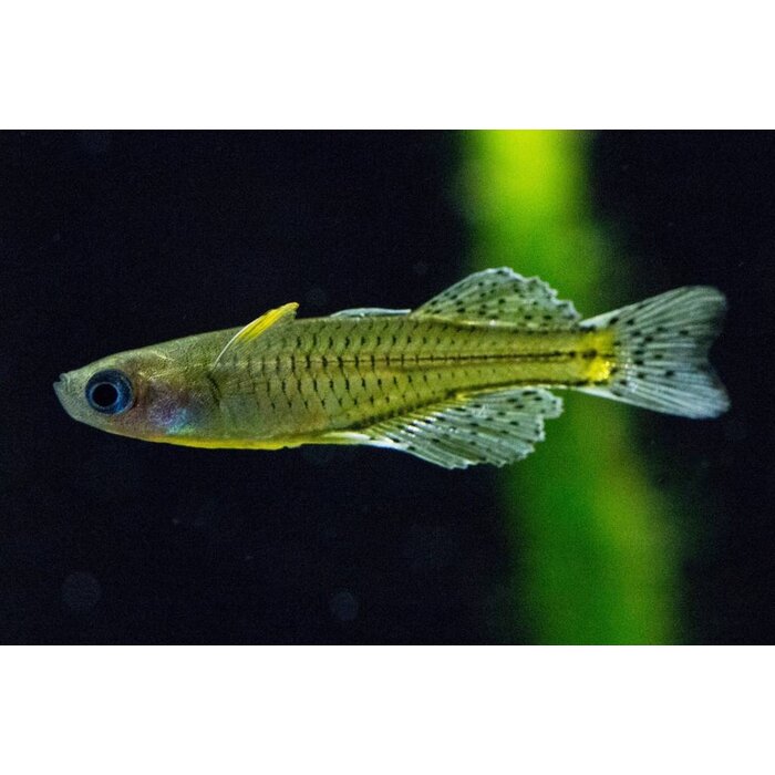 Pseudomugil Gertrudae - Dwerg Regenboogvis